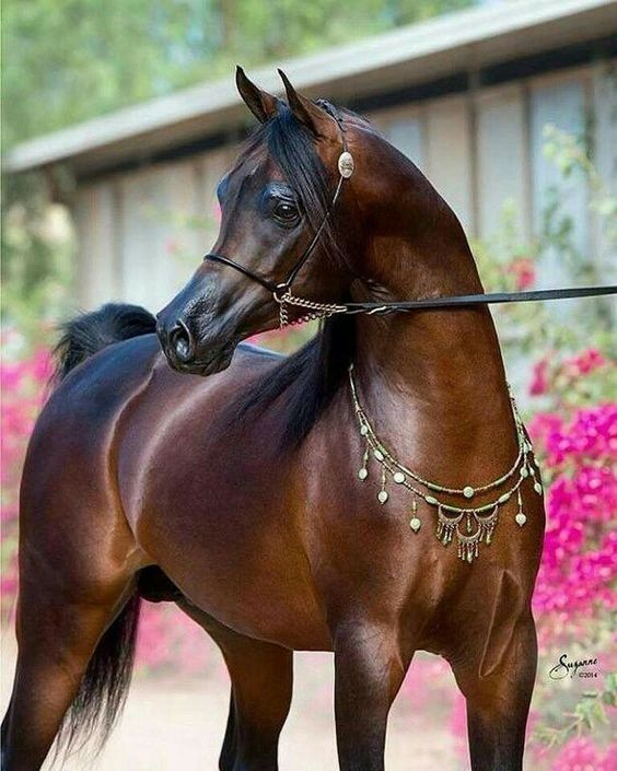 LA MAGIE DES CHEVAUX ARABES AU ARABIAN HORSE WORLD CHAMPIONSHIP